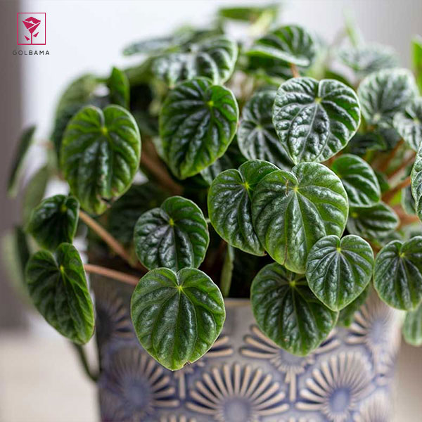 معرفی گیاه پپرومیا