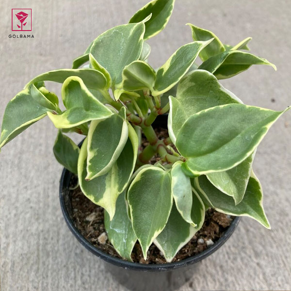 پپرومیا اسکاندیس (Peperomia Scandens)