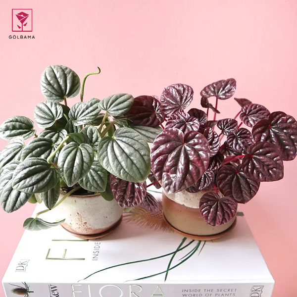 گیاه پپرومیا چروک قرمز (Red Ripple Peperomia)