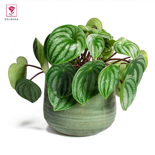 گیاه پپرومیا هندوانه ای (Watermelon peperomia)