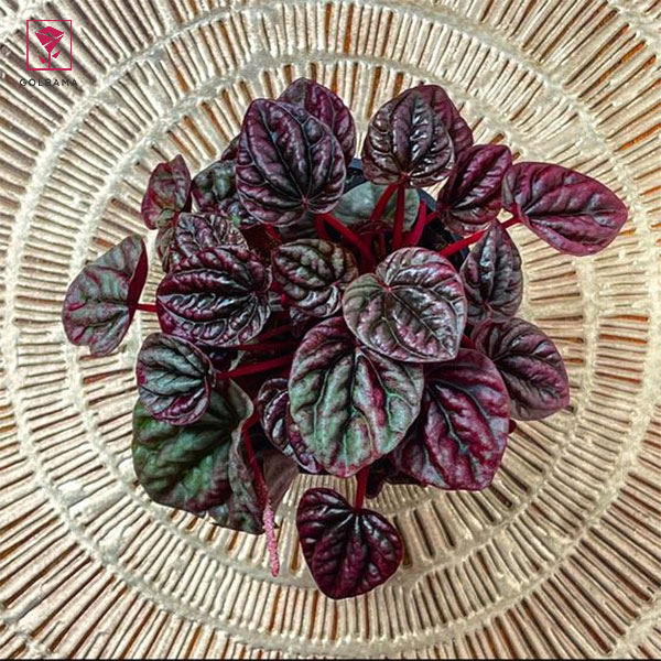 پپرومیا متالیک (Metallic peperomia)