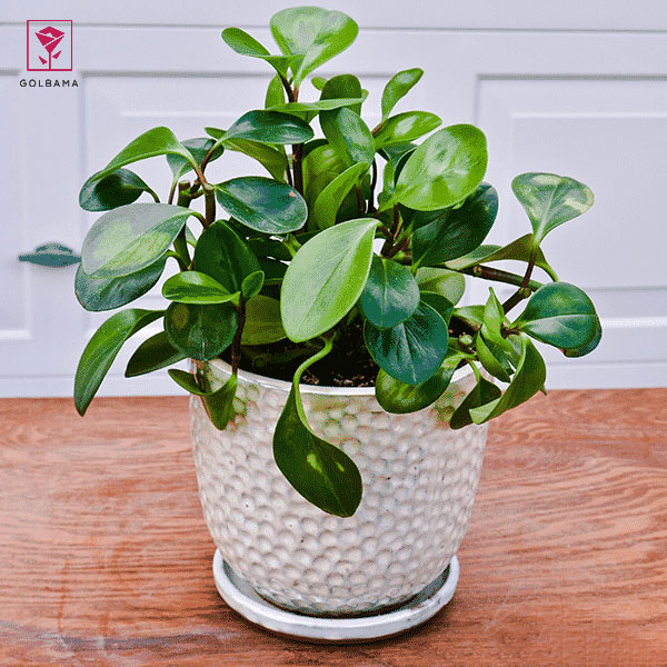 پپرومیا قاشقی ابلق