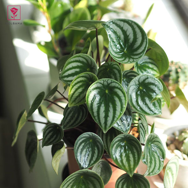 آیا پپرومیا ساکولنت است؟