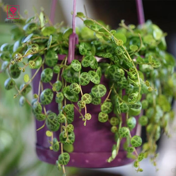 گیاه پپرومیای رشته لاک‌پشتی (String of Turtles Peperomia Plant)