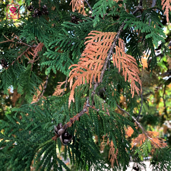 قهوه‌ای شدن برگ‌ها