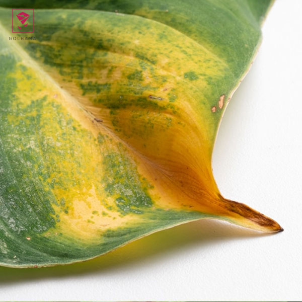 قهوه‌ای شدن برگ‌ها