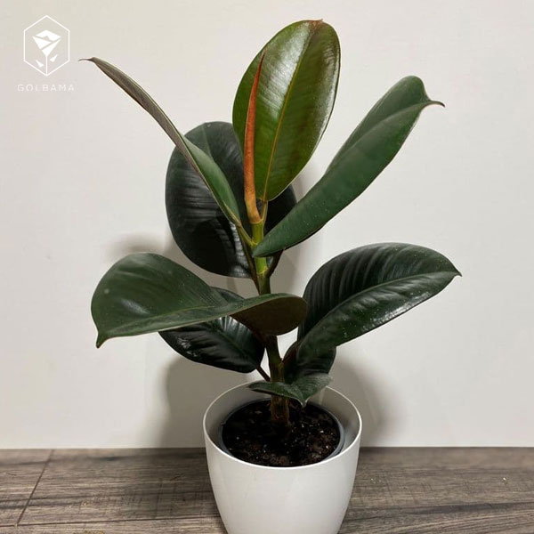 قیمت گل الاستیکا