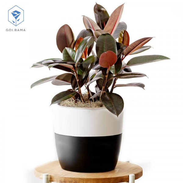 گیاه آپارتمانی فیکوس الاستیکا