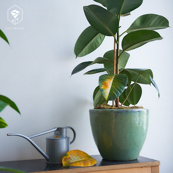 آبیاری الاستیکا