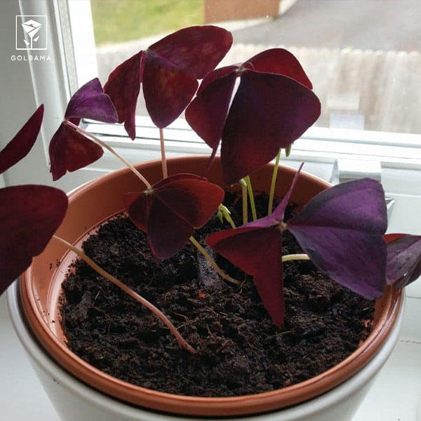 روش نگهداری گیاه اگزالیس: 2. آبیاری