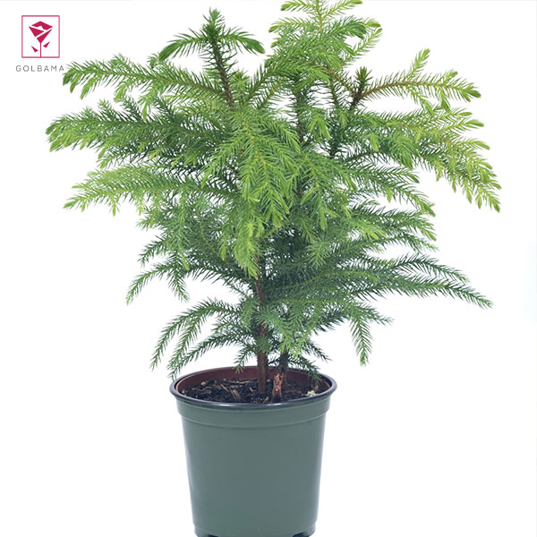 روش نگهداری از گل کاج مطبق: 3. آبیاری