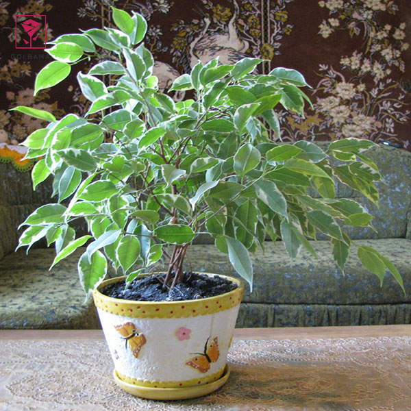 روش نگهداری از گیاه بنجامین: 3. خاک