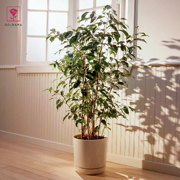 روش نگهداری از گیاه بنجامین: 5. تهویه مناسب هوا