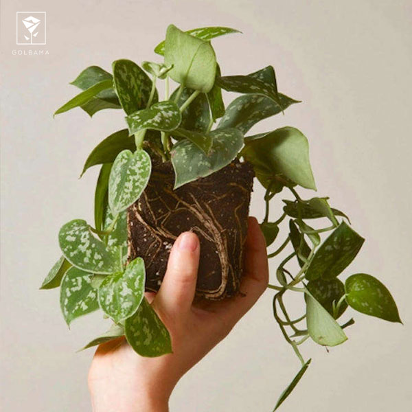 روش نگهداری از گیاه فیلودندرون: 2. خاک