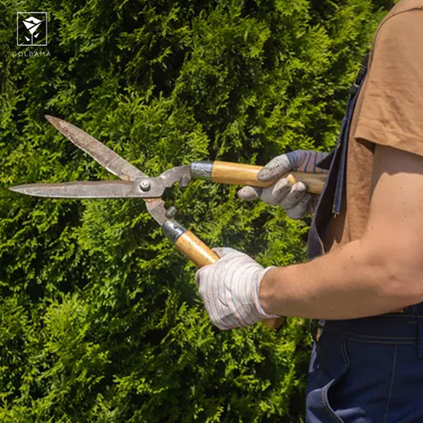 روش نگهداری از گیاه کاج: 6. هرس گیاه