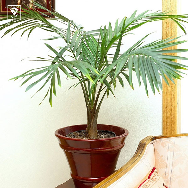 روش نگهداری گل شامادورا: 3. دما و رطوبت