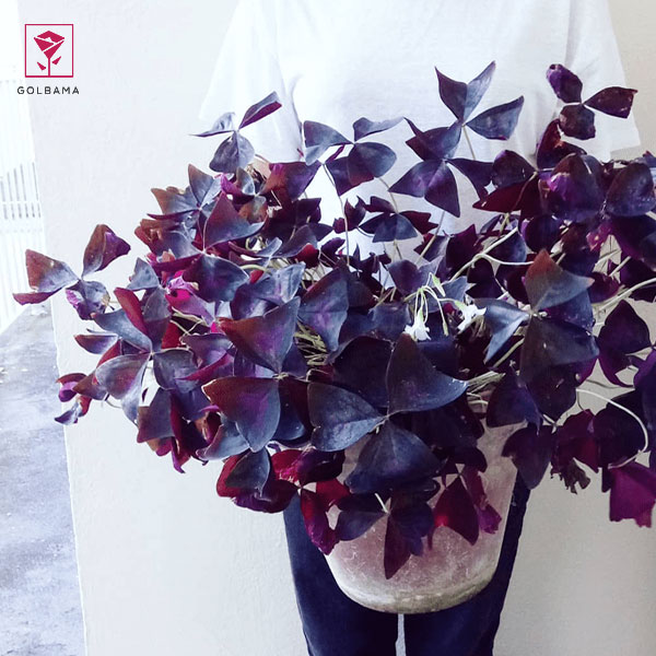 نحوه نگهداری گیاه اگزالیس: 3. کوددهی