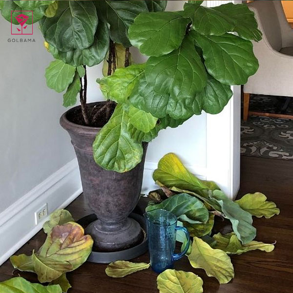 ریختن برگ‌ها