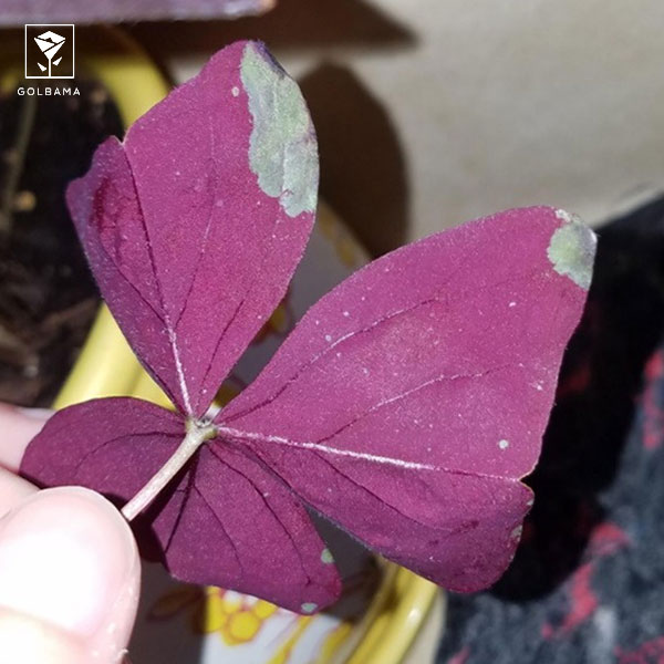 سفیدک سطحی (Powdery mildew)