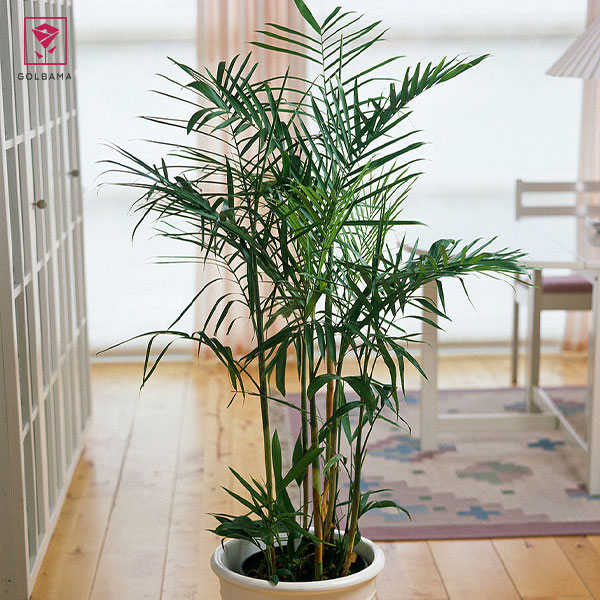 شامادورا نخل بامبو (Chamaedorea seifrizii)