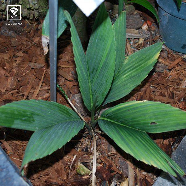 شامادورای آمابیلیس (Chamaedorea amabilis)