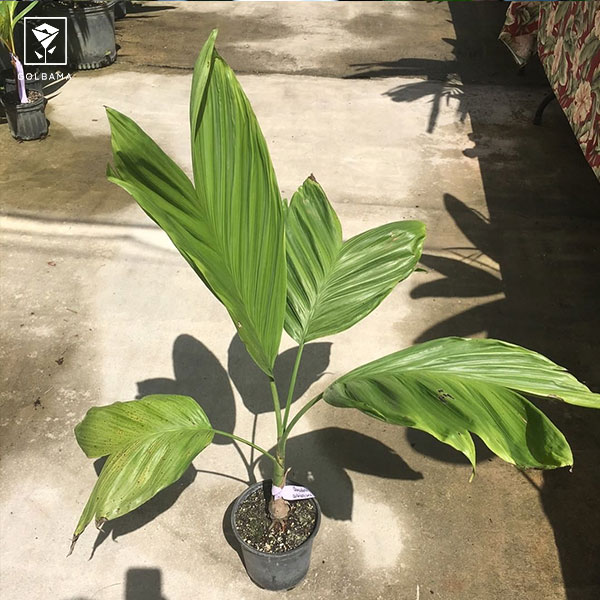 شامادورای آرنبرگیانا (Chamaedorea arenbergiana)