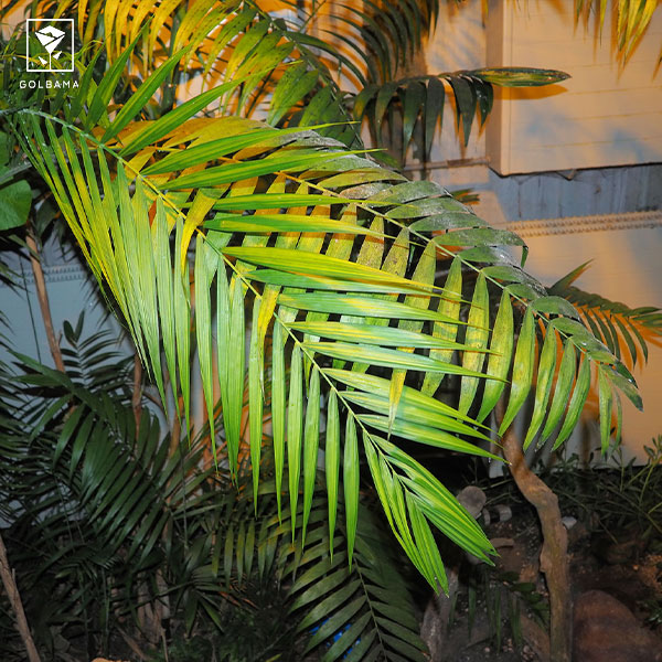  شامادورای کاستاریکانا (Chamaedorea costaricana)