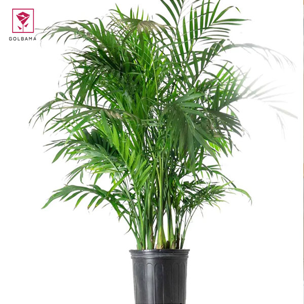  شامادورای نخل گربه (Chamaedorea cataractarum)