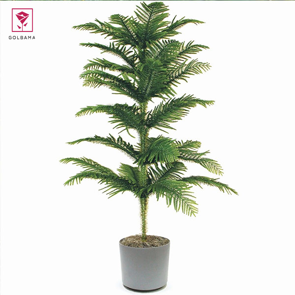 شیر دادن به کاج مطبق