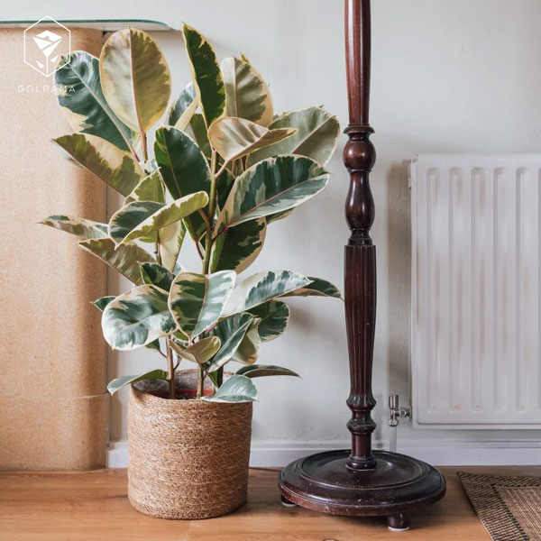 سمی بودن گیاه الاستیکا