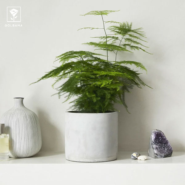 سرخسِ مارچوبه (Asparagus Ferns)