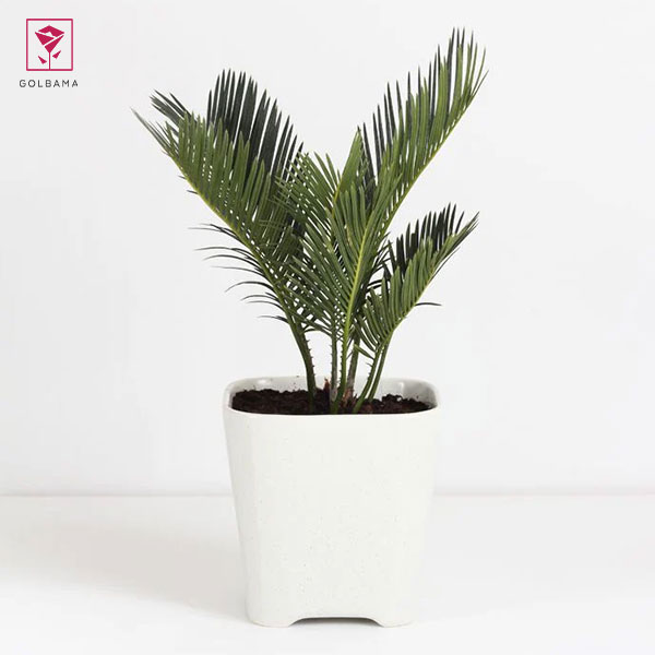 تاثیر تعویض گلدان در کاهش استرس نخل شامادورا