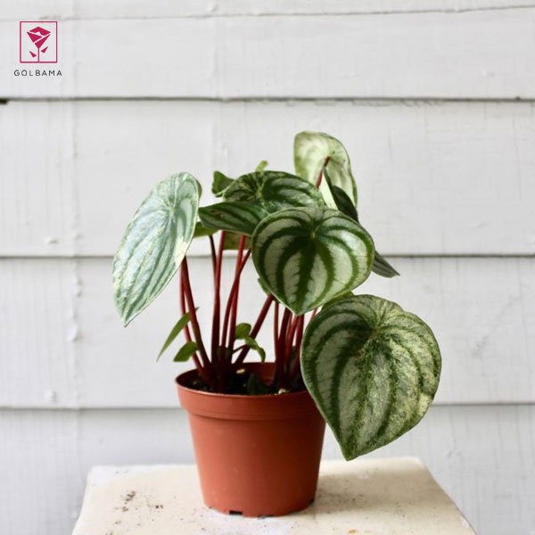 تکثیر پِپرومیا از طریق قلمه زدن برگ