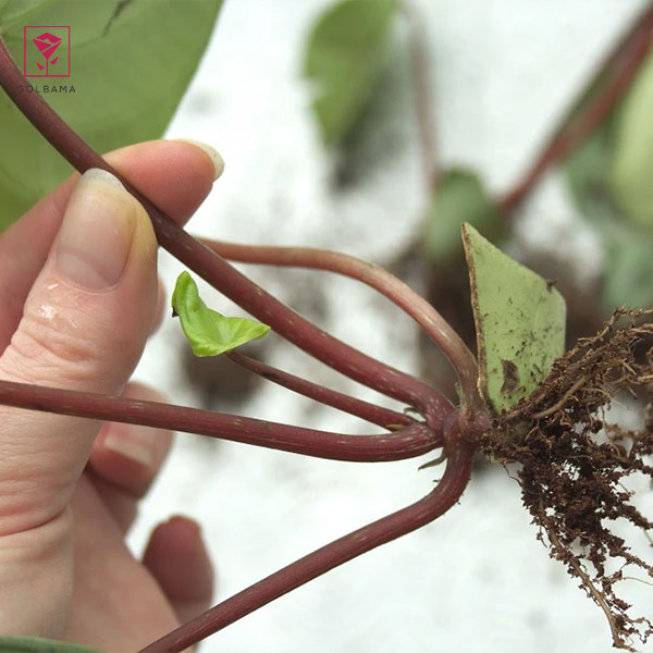 تکثیر پِپرومیا با استفاده از قلمه‌ی ساقه