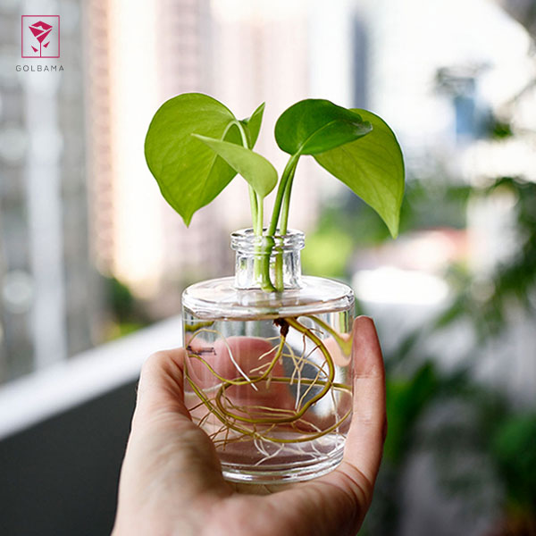 تکثیر فیلودندرون