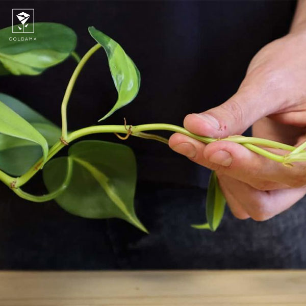 تکثیر فیلودندرون از قلمه‌ی ساقه