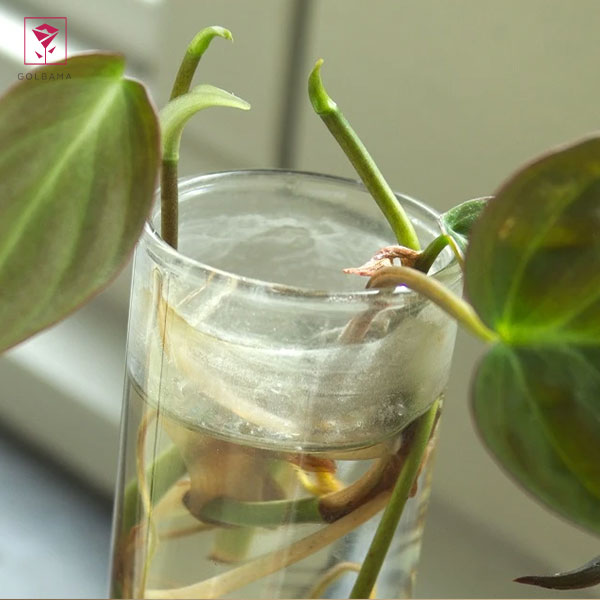 تکثیر فیلودندرون از طریق تقسیم گیاه