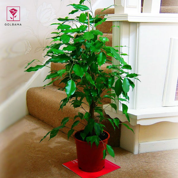 تکثیر گل بنجامین ساده