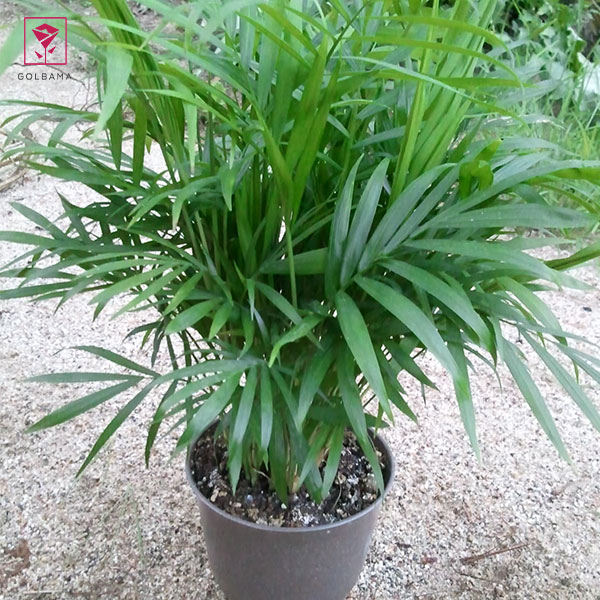 تکثیر گیاه شامادورا