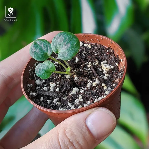 تکثیر گل پپرومیا