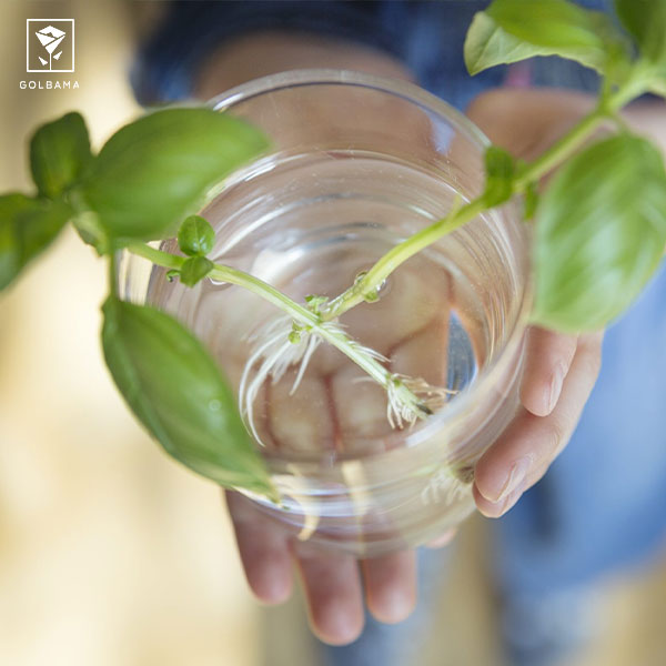 تکثیر شامادورا در آب