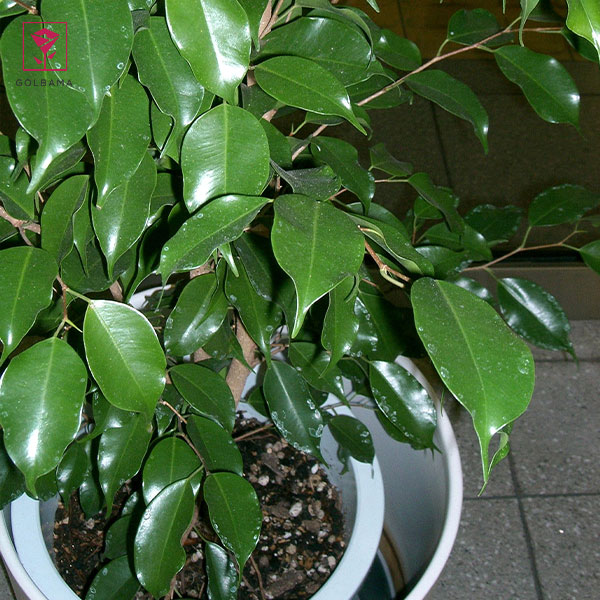 تقویت کننده گل بنجامین – کوددهی به گیاه