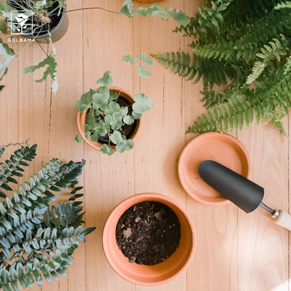 طریقه مراقبت از سرخس: 5. تعویض گلدان