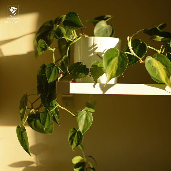 طریقه نگهداری از گیاه فیلودندرون: 1. نور مناسب