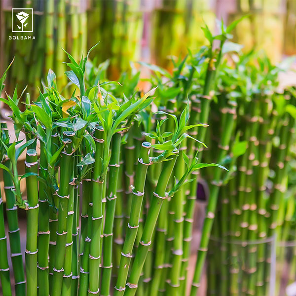 طریقه نگهداری از گیاه شامادورا: 6. هرس کردن گیاه نخل بامبو