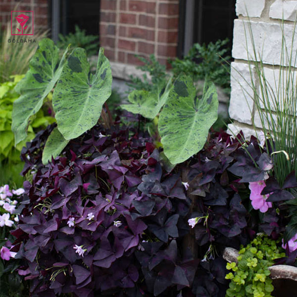 طریقه نگهداری گل اگزالیس در فضای باز