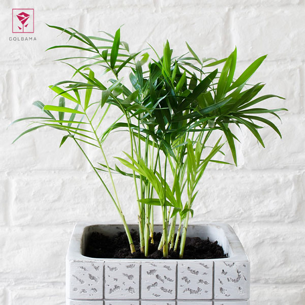 طریقه نگهداری گل شامادورا: 2. نور خورشید