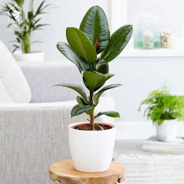 تکثیر گل الاستیکا