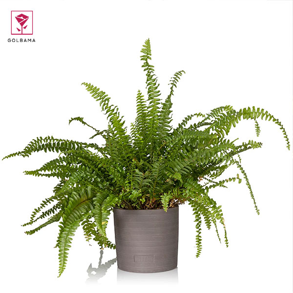 طرز نگهداری از گل سرخس: 2. دمای مناسب سرخس