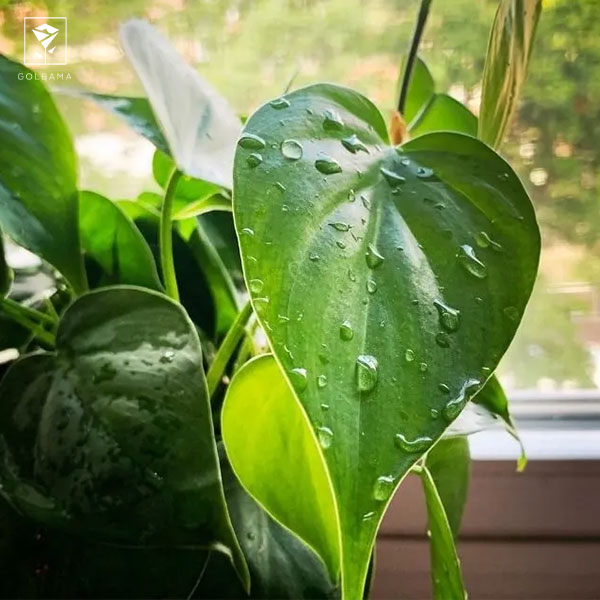 طرز نگهداری گیاه فیلودندرون: 3. آبیاری گیاه فیلودندرون